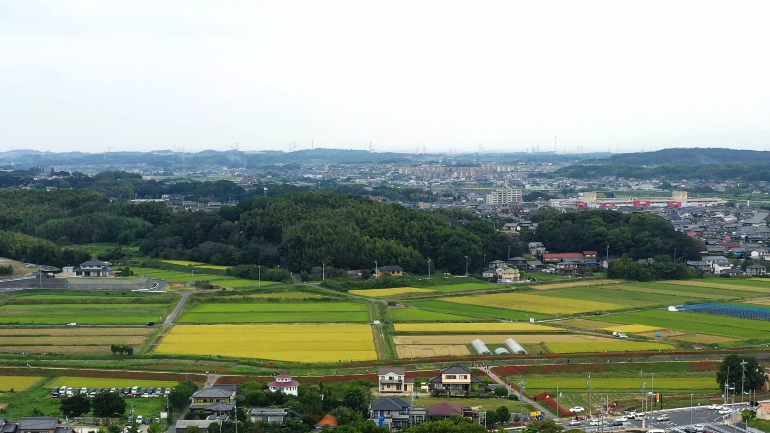 作品の画像