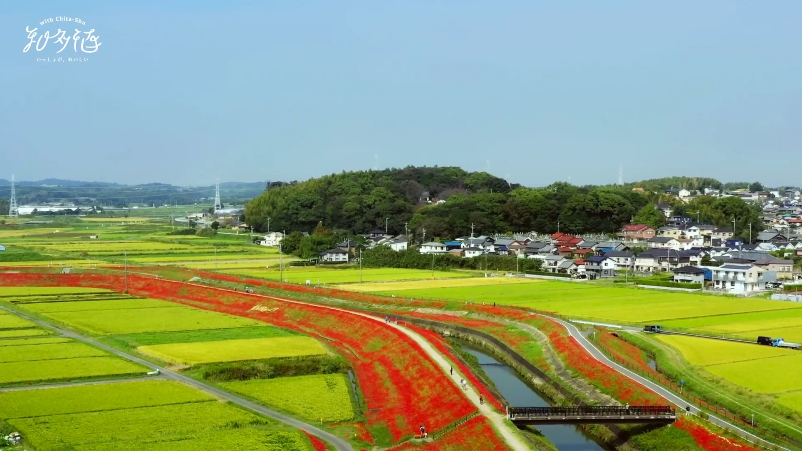 作品の画像